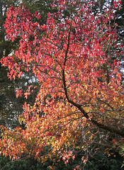 Sweetgum