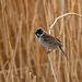 Reed bunting