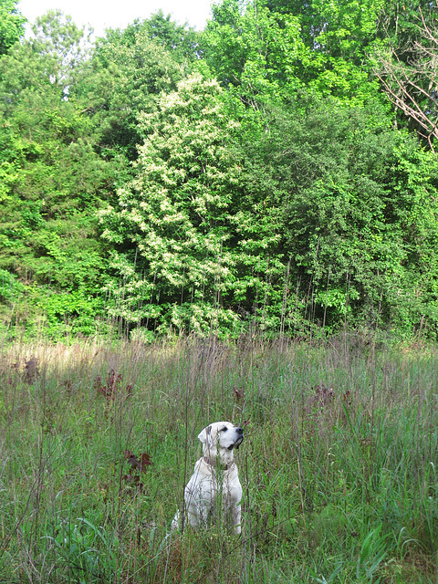 Branco & a blooming chestnut tree