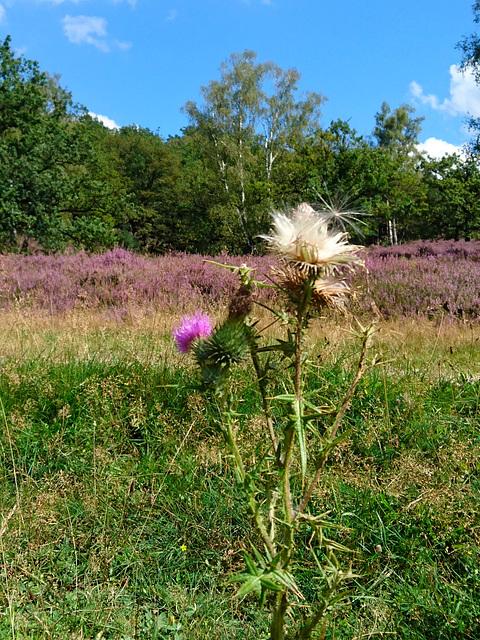 Distel