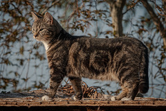 Local Cat