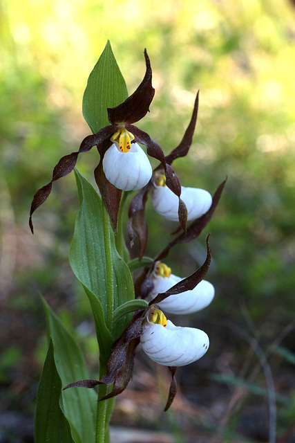 Mountain Lady's Slipper