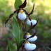 Mountain Lady's Slipper