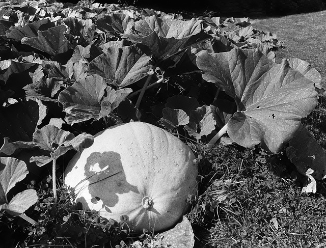 Pumpkin at Wightwick Manor 2