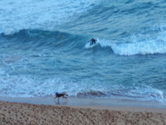 Logans Beach surfies