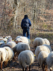 Transhumance du 16 mars 2016