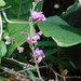 DSCN1630a - pega-pega Desmodium incanum, Fabaceae Faboideae