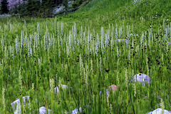 Bog Orchids