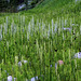 Bog Orchids