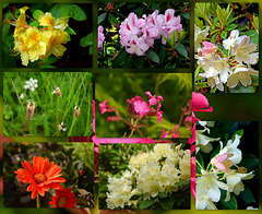 Flowers in The Walled Garden ~ Moreton.