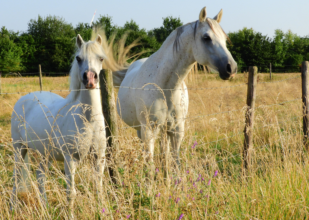 Horse Power