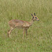 Uganda, Oribi at  Murchison Falls National Park