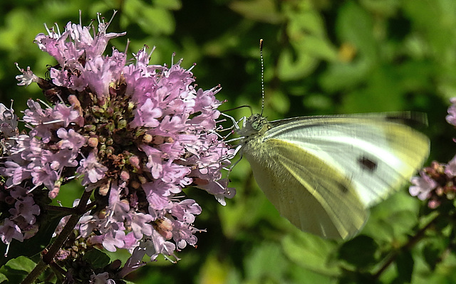 20210717 1769CPw [D~LIP] Dost (Oreganum vulgare), Kleiner Kohlweißling (pieris rapae), Bad Salzuflen