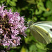 20210717 1769CPw [D~LIP] Dost (Oreganum vulgare), Kleiner Kohlweißling (pieris rapae), Bad Salzuflen