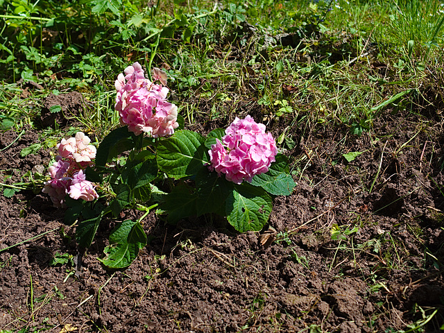 Hortensie