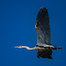 Heron