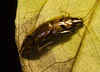 IMG 6822 Cockroaches