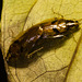 IMG 6822 Cockroaches