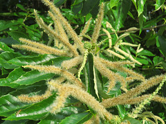 Chestnut flowers