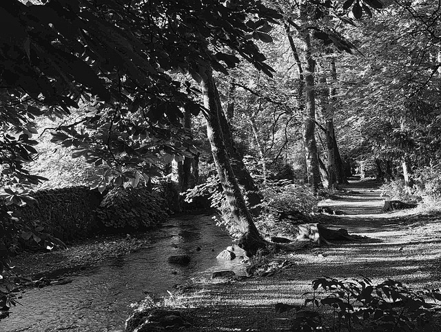 Sunshine through the trees