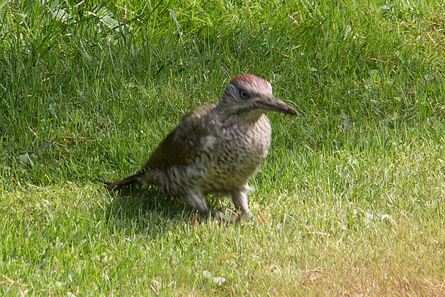 20150820 8484VRAw [D~RI] Grünspecht (Picus viridis), Rinteln