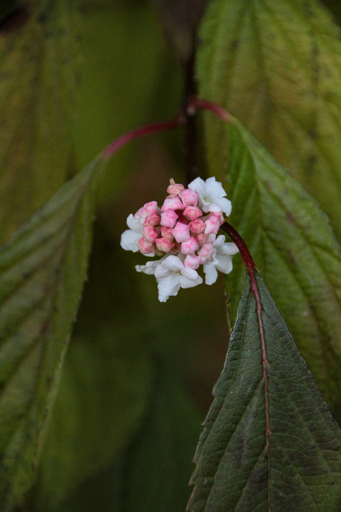 Small but Beautiful