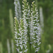 Platanthera dilatata var. dilatata