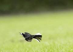 Pied Wagtail Catching a Fly