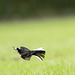 Pied Wagtail Catching a Fly