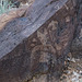 Petroglyph3