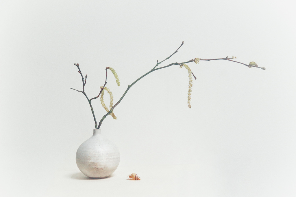 catkins with shell