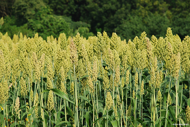 20080928-0070 Sorghum bicolor (L.) Moench