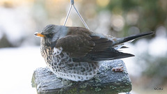 Fieldfare guarding its apples