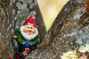 Wee Gnome in the Bole of a Tree
