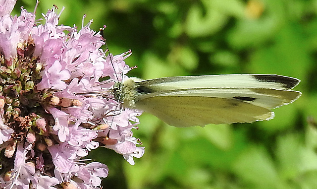 20210717 1770CPw [D~LIP] Dost (Oreganum vulgare), Kleiner Kohlweißling (pieris rapae), Bad Salzuflen