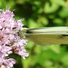 20210717 1770CPw [D~LIP] Dost (Oreganum vulgare), Kleiner Kohlweißling (pieris rapae), Bad Salzuflen