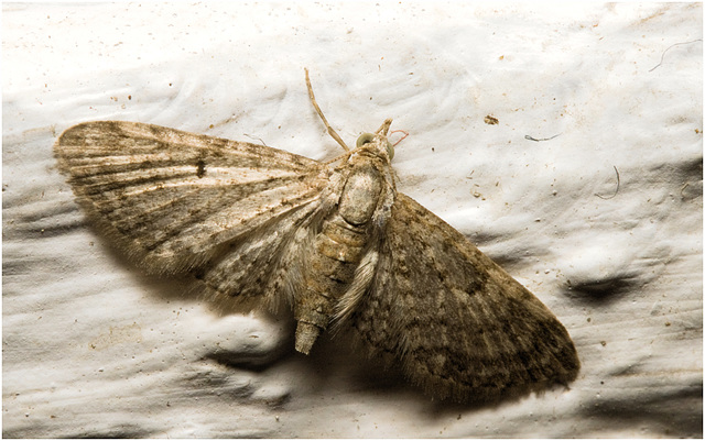 IMG 2262 Moth