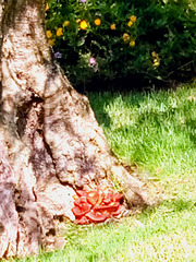 Mushrooms on the olive tree base Mushrooms on the olive tree base