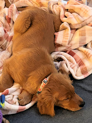 Golden puppy Golden puppy