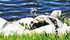 Rocks On Shore Of Lake.