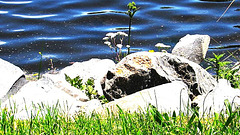 Rocks On Shore Of Lake.