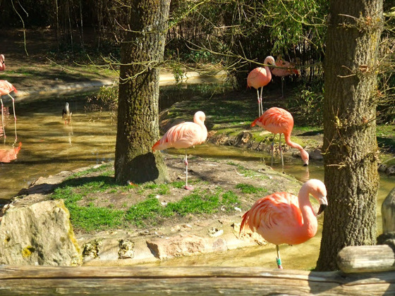 Des flamants roses