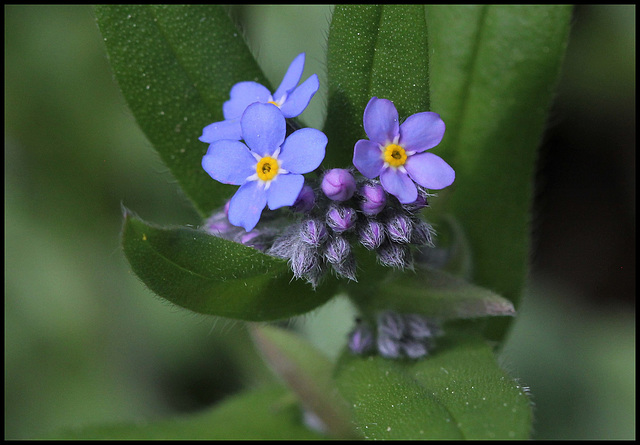 Myosotis des bois