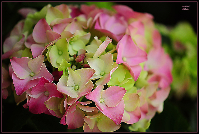 ~ Pink Hortensia ~