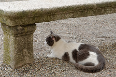 Le chat de la Chartreuse n'est pas un chartreux