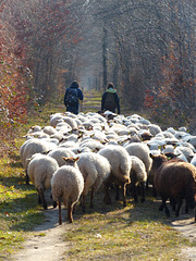 Transhumance du 16 mars 2016