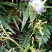 DSCN1631 - mata-pasto Erechtites valerianifolius, Asteraceae
