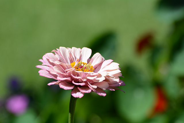 Ethiopia, Bahir Dar, Zinnia