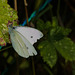 ButterflyIMG 6244