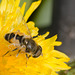 HoverflyIMG 6553